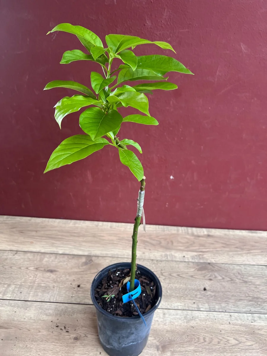 Donnie Avocado Tree Live Plant - Grafted in 6 inch Pot - Fruit Tree - Image 6