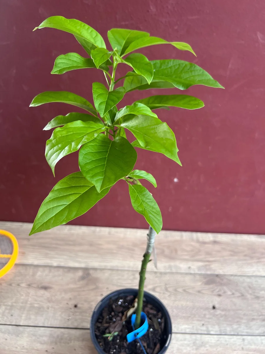 Donnie Avocado Tree Live Plant - Grafted in 6 inch Pot - Fruit Tree - Image 7