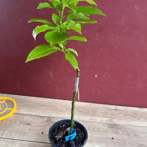 Donnie Avocado Tree Live Plant - Grafted in 6 inch Pot - Fruit Tree - Image 8
