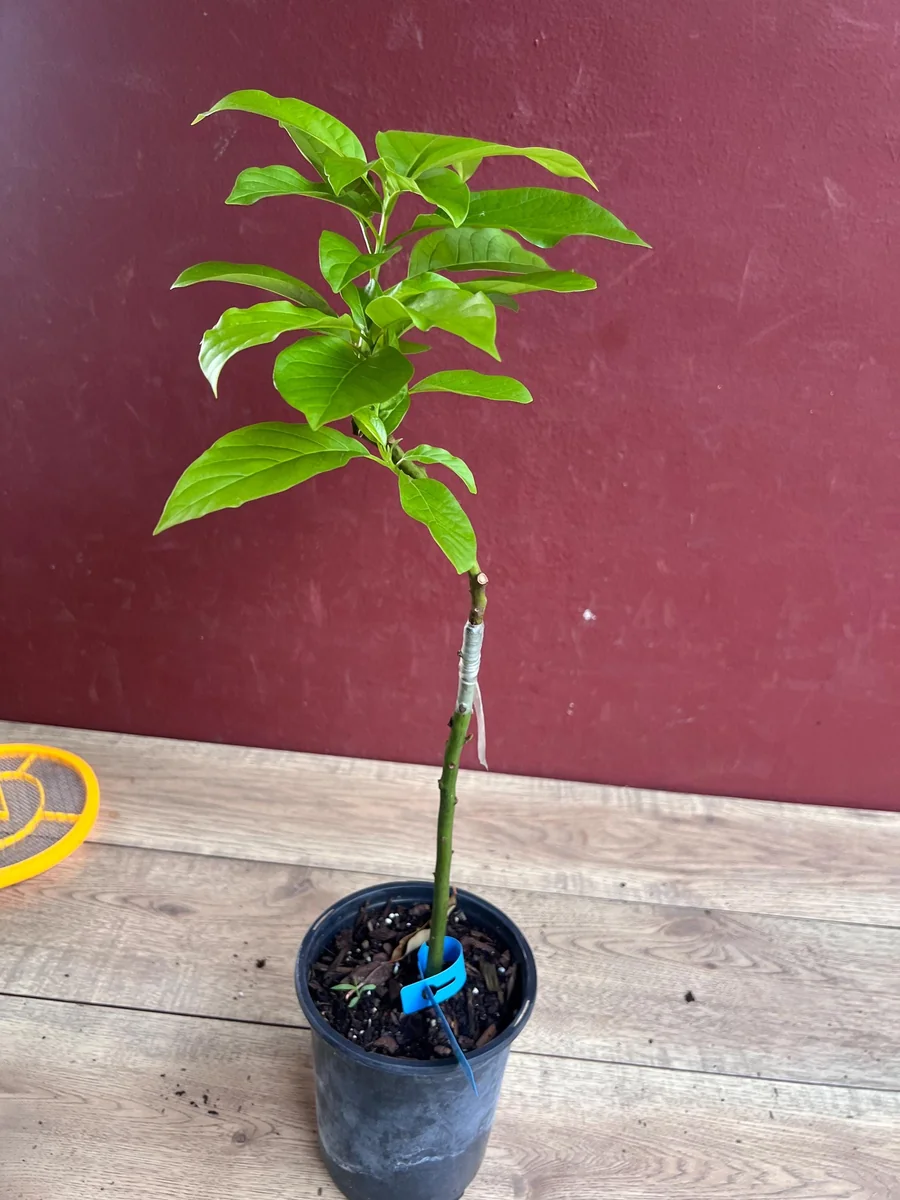 Donnie Avocado Tree Live Plant - Grafted in 6 inch Pot - Fruit Tree - Image 8