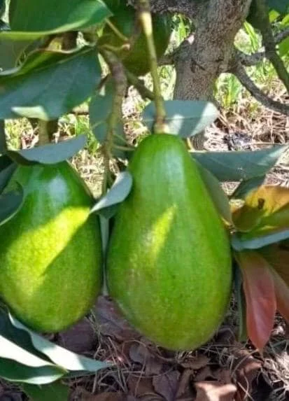 Donnie Avocado Tree Live Plant - Grafted in 6 inch Pot - Fruit Tree - Image 1