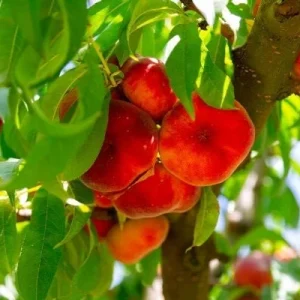Donut Peach Tree Live Plant – 3 to 4 Feet Tall – 3 Gallon Pot – Outdoor Fruit Tree - Image 1