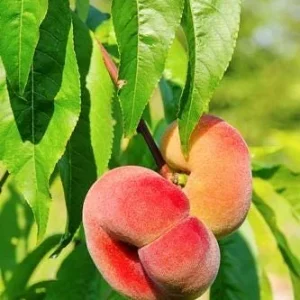 Donut Peach Tree Live Plant – 5 Gallon – 3-4 Feet Tall – Outdoor Fruit Tree - Image 2