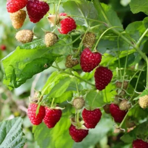Dorman Red Raspberry Live Plant Plugs - Heat Tolerant Everbearing - Image 7