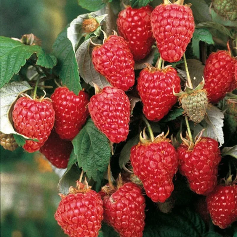 Dorman Red Raspberry Plant - Heat Tolerant Everbearing Variety
