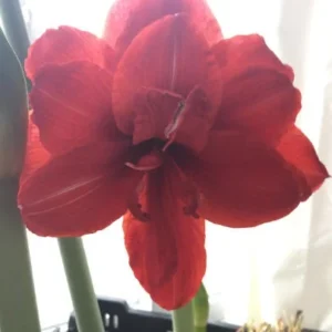 Double Amaryllis Bulb - Deep Red Hippeastrum, 24/26cm, Indoor Flowering Plant - Image 1