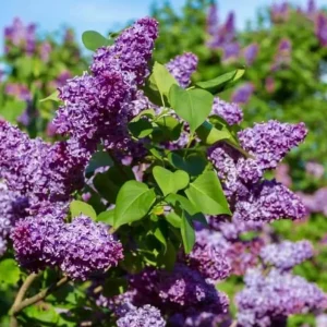 Double Blue Lilac Tree – Live Plant – 4in Pot – USDA Zones 3-7 – Outdoor Flowering Shrub - Image 2