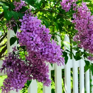 Double Blue Lilac Tree – Live Plant – 4in Pot – USDA Zones 3-7 – Outdoor Flowering Shrub - Image 4