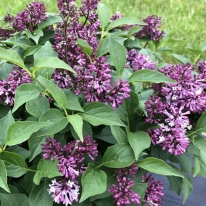 Double Blue Lilac Tree – Live Plant – 4in Pot – USDA Zones 3-7 – Outdoor Flowering Shrub - Image 5