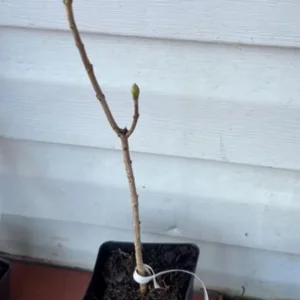 Double Blue Lilac Tree – Live Plant – 4in Pot – USDA Zones 3-7 – Outdoor Flowering Shrub - Image 6