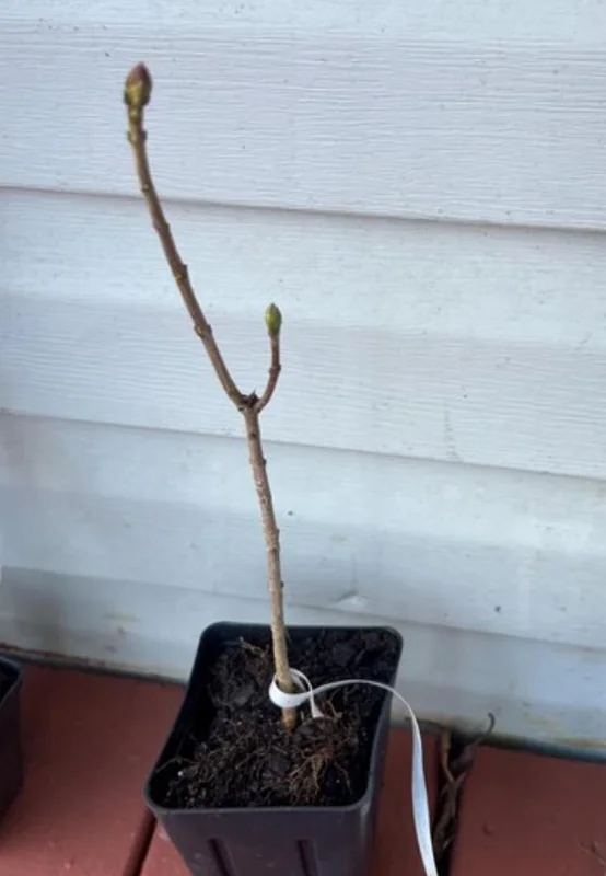 Double Blue Lilac Tree – Live Plant – 4in Pot – USDA Zones 3-7 – Outdoor Flowering Shrub - Image 6