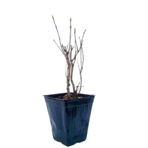 Double Blue Lilac Tree – Live Plant – 4in Pot – USDA Zones 3-7 – Outdoor Flowering Shrub - Image 7