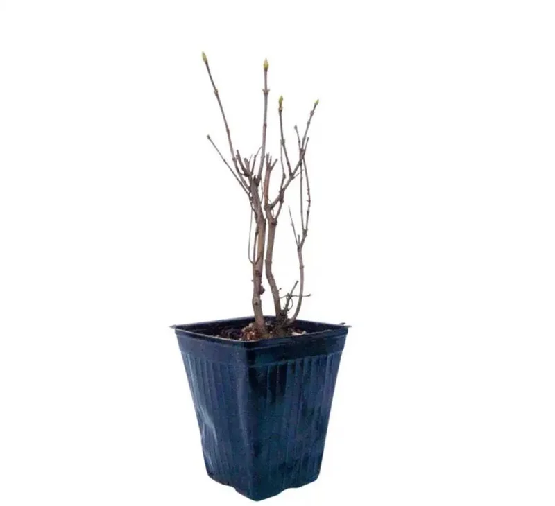 Double Blue Lilac Tree – Live Plant – 4in Pot – USDA Zones 3-7 – Outdoor Flowering Shrub - Image 7