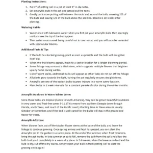 Double Dragon Amaryllis Bulb - Scarlet Red Double Blooms - 34/+ cm Bulb - Image 3