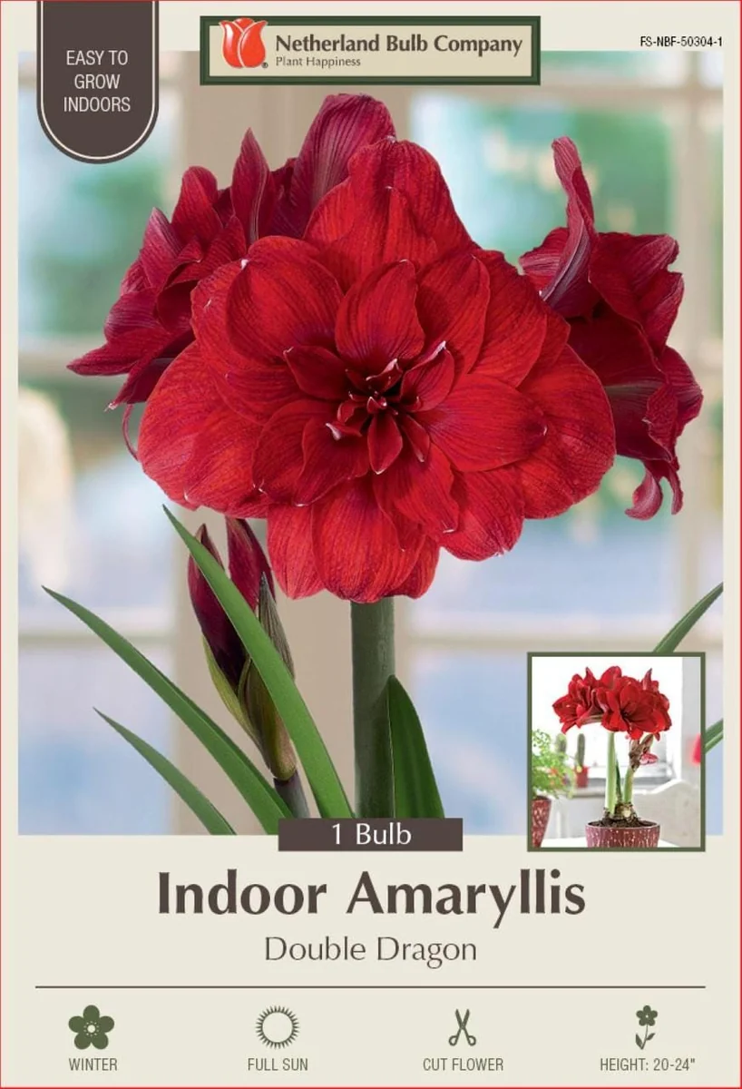 Double Dragon Amaryllis Bulb - Scarlet Red Double Blooms - 34/+ cm Bulb - Image 1