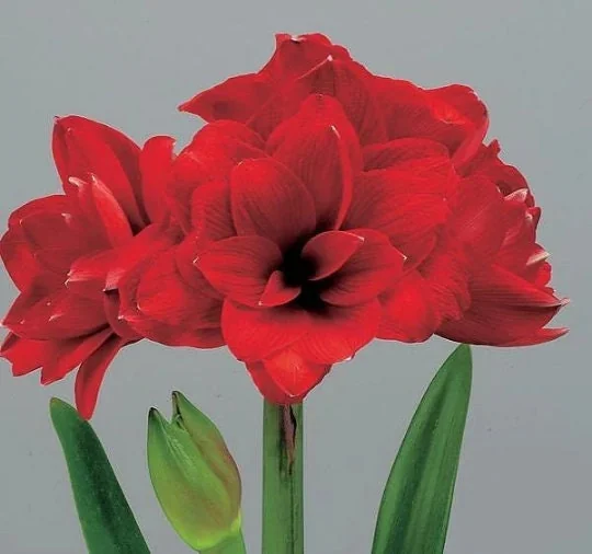 Double King Amaryllis Bulb Gift Set - Easy Grow Burgundy Indoor Bulb, 28/30cm - Image 3