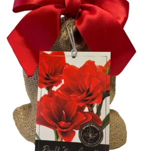 Double King Amaryllis Bulb Gift Set - Easy Grow Burgundy Indoor Bulb, 28/30cm - Image 1