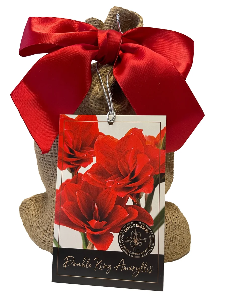 Double King Amaryllis Bulb Gift Set - Easy Grow Burgundy Indoor Bulb, 28/30cm - Image 1