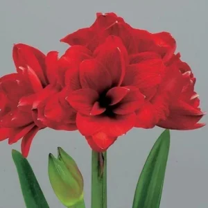 Double King Amaryllis Growing Kit - Red Ceramic Pot, Bulb, Growing Medium - Indoor Plant Gift - Image 3