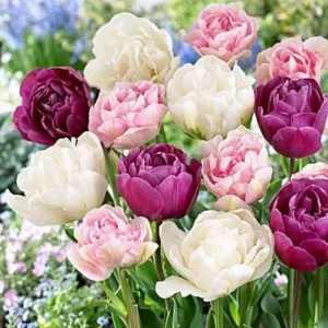 Double Late Tulip Bulbs Mixture - Vibrant Peony-like Flowers, 12+/cm, Outdoor - Image 2