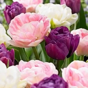 Double Late Tulip Bulbs Mixture - Vibrant Peony-like Flowers, 12+/cm, Outdoor - Image 1
