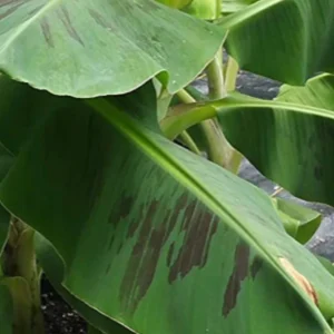 Double Mahoi Banana Live Plant – Musa Double Mahoi – 6 Inch Pot – Indoor/Outdoor - Image 1