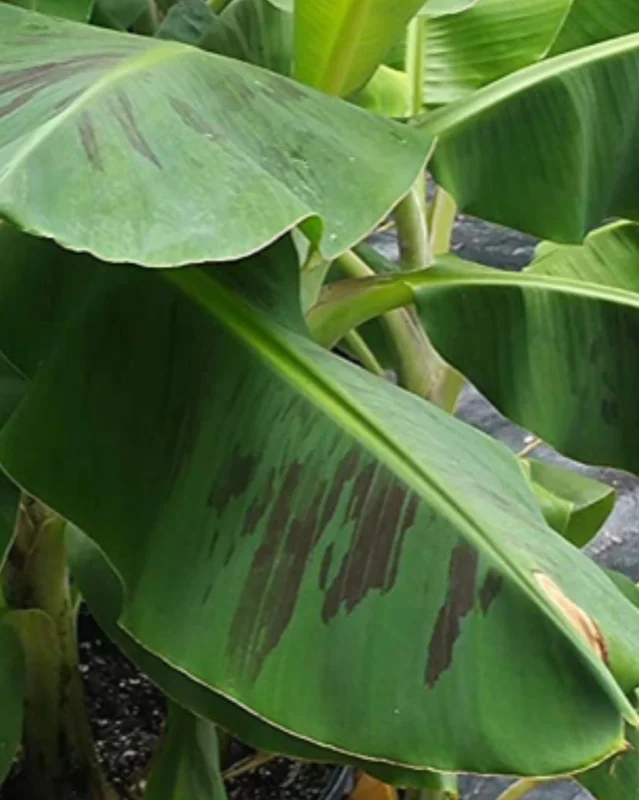 Double Mahoi Banana Live Plant – Musa Double Mahoi – 6 Inch Pot – Indoor/Outdoor - Image 1