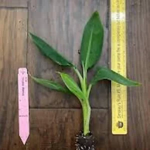 Double Mahoi Banana Plant - Edible Dwarf Cavendish Live Plant - Tropical Fruit Tree - Image 2