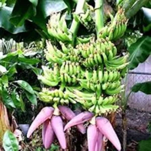 Double Mahoi Banana Plant Live Plant - Edible Dwarf Cavendish Starter - Image 3