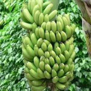 Double Mahoi Banana Plant Live Plant - Edible Dwarf Cavendish Starter - Image 4
