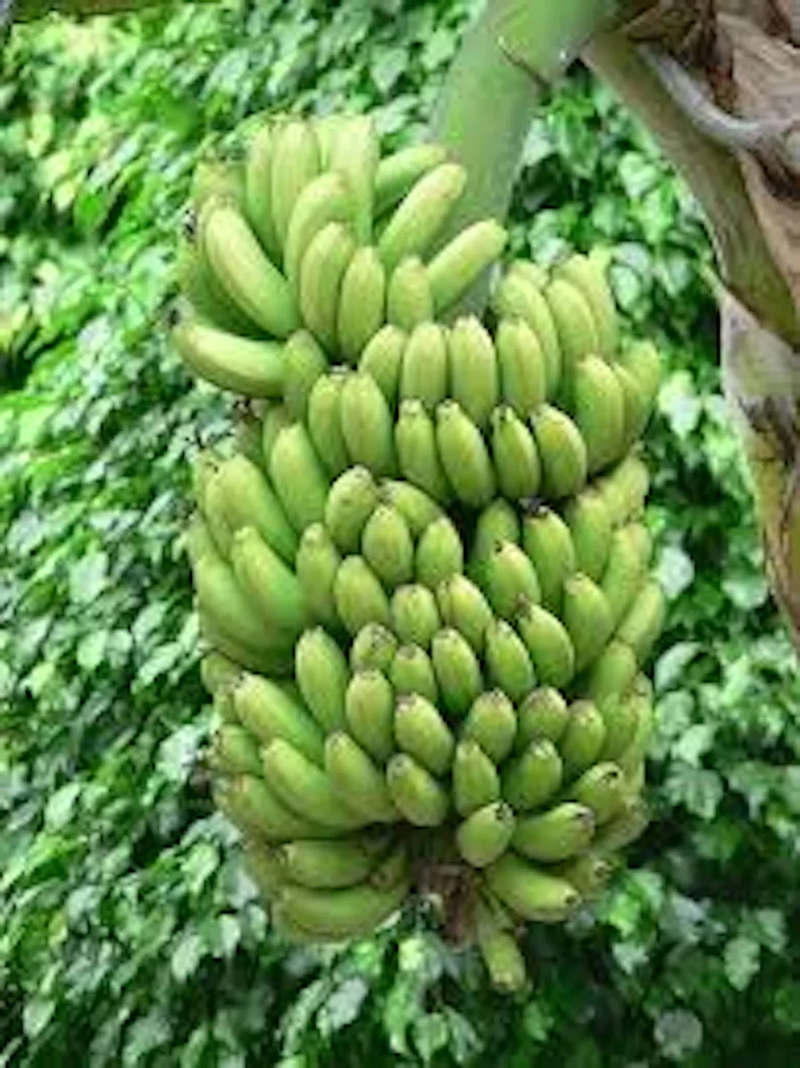 Double Mahoi Banana Plant Live Plant - Edible Dwarf Cavendish Starter - Image 4
