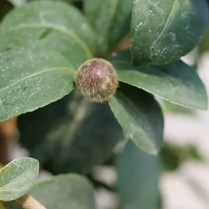 Double Mauve Camellia Live Plant - Fall Blooming, 4 inch Pot - Image 2