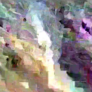 Double Purple/Pink Rose of Sharon Unrooted Cuttings - Set of 10, Outdoor Flowering Shrub - Image 5