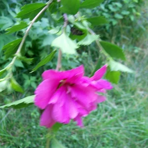 Double Purple/Pink Rose of Sharon Unrooted Cuttings - Set of 10, Outdoor Flowering Shrub - Image 8