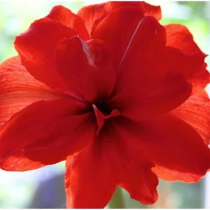 Double Red Amaryllis Bulbs - 26/28cm Large Bulb - Indoor Holiday Blooms - Image 1