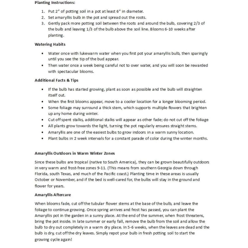 Double Red Amaryllis Bulbs - 26/28cm Large Bulb - Indoor Holiday Blooms - Image 4