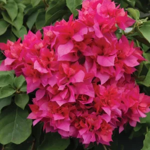 Double Red Bougainvillea Live Plant Set - 4-6