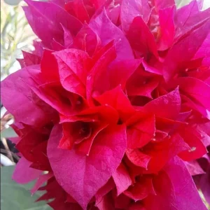 Double Red Bougainvillea Live Plant Set - 4-6