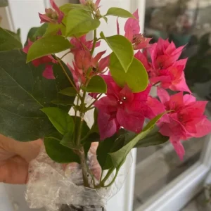 Double Red Bougainvillea Live Plant Set - 4-6