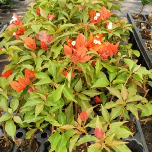 Double Red Bougainvillea Live Plant Starter Set - 4-10