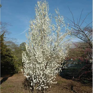 Double White Flowering Peach Tree - 3-4 Ft Tall Live Plant - 3 Gal Pot - Image 2