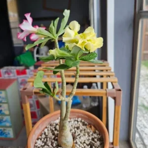 Double Yellow Desert Rose Live Plant - Adenium Obesum Starter, 4-6