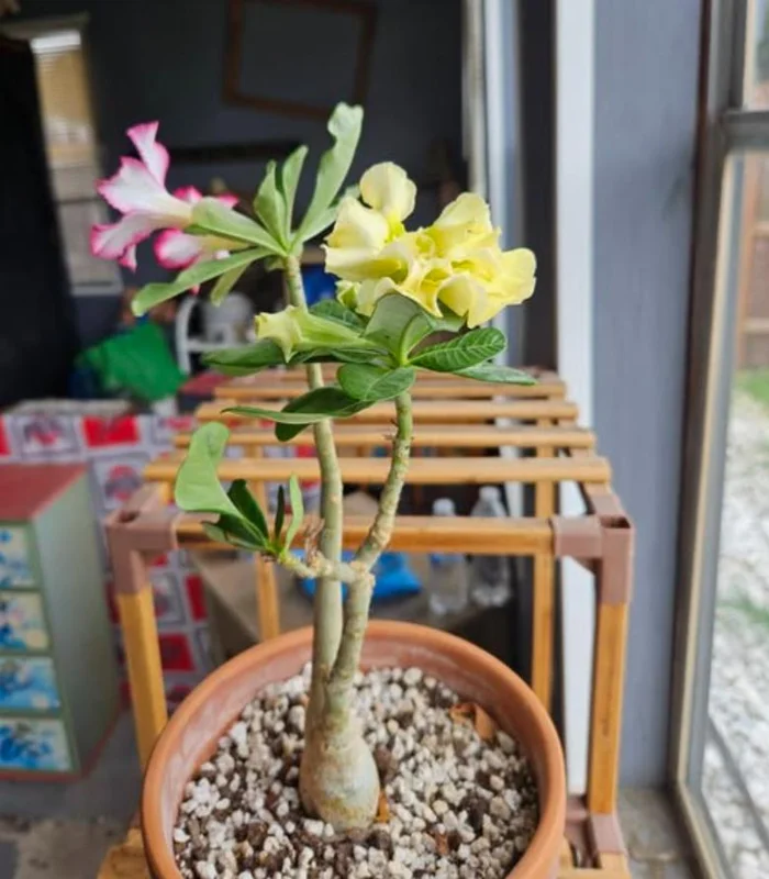 Double Yellow Desert Rose Live Plant - Adenium Obesum Starter, 4-6" Tall, Yellow Flowers - Image 10
