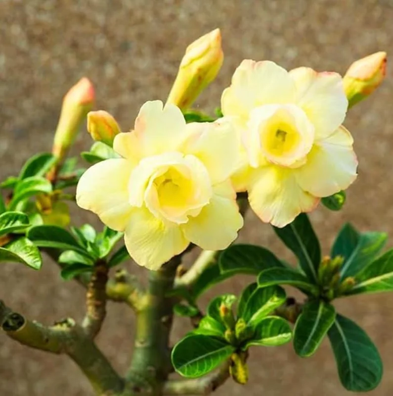 Double Yellow Desert Rose Live Plant - Adenium Obesum Starter, 4-6" Tall, Yellow Flowers - Image 2