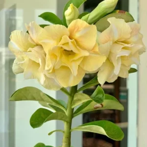 Double Yellow Desert Rose Live Plant - Adenium Obesum Starter, 4-6