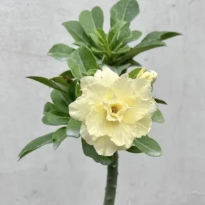 Double Yellow Desert Rose Live Plant - Adenium Obesum Starter, 4-6