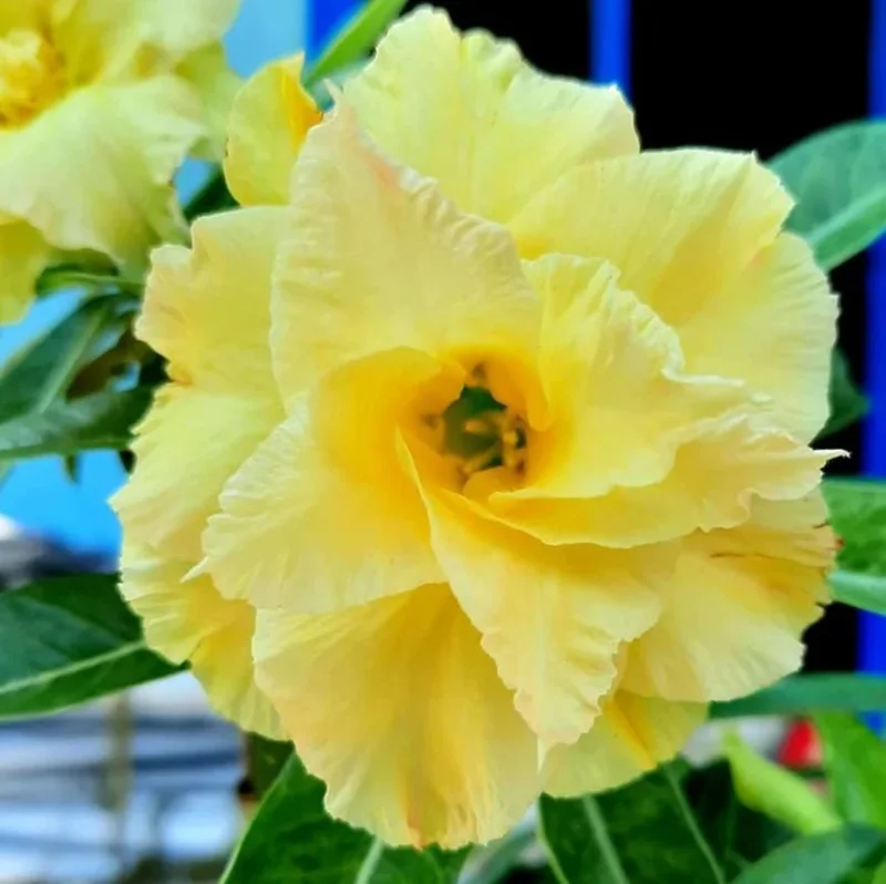 Double Yellow Desert Rose Live Plant - Adenium Obesum Starter, 4-6" Tall, Yellow Flowers - Image 6