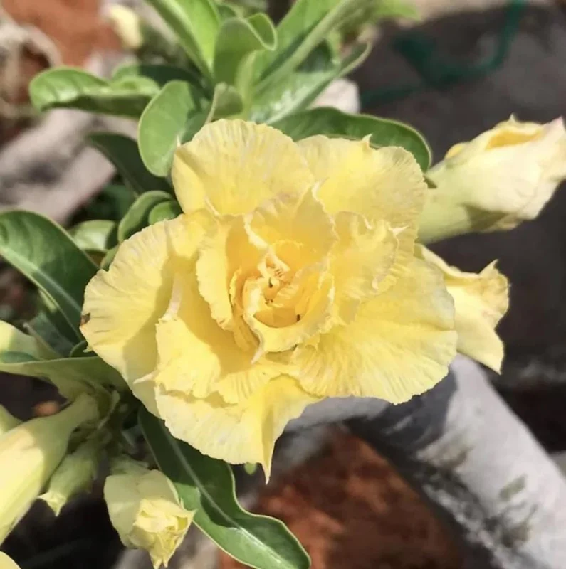 Double Yellow Desert Rose Live Plant - Adenium Obesum Starter, 4-6" Tall, Yellow Flowers - Image 1