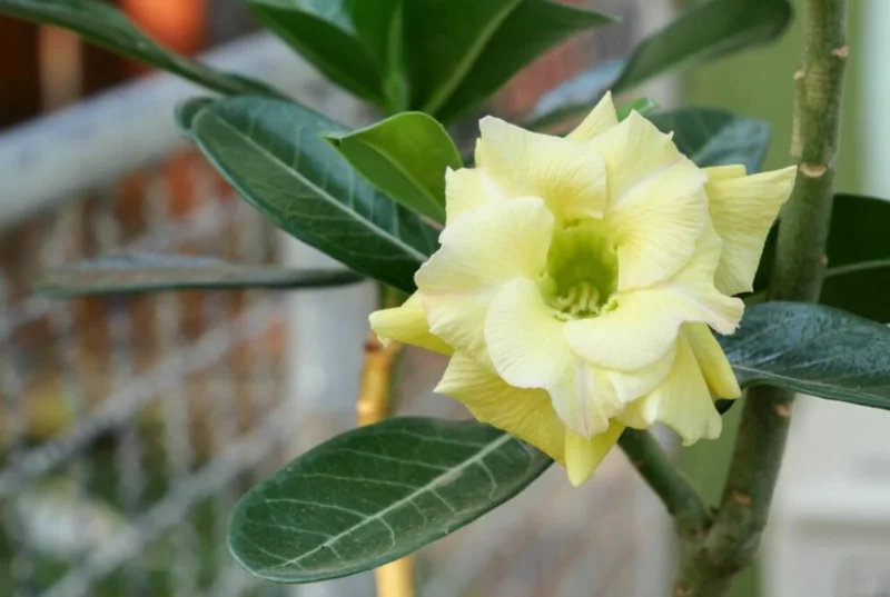 Double Yellow Desert Rose Live Plant - Adenium Obesum Starter, 4-6" Tall, Yellow Flowers - Image 7