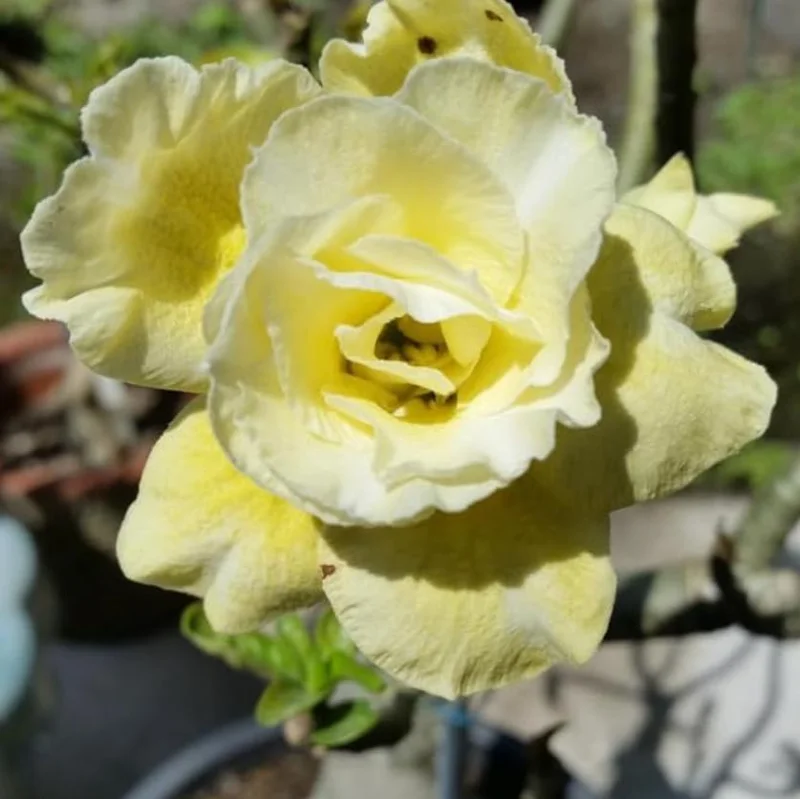Double Yellow Desert Rose Live Plant - Adenium Obesum Starter, 4-6" Tall, Yellow Flowers - Image 8